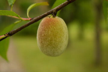 Młoda dojrzewająca morela.