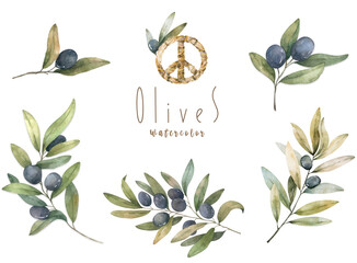 Watercolor vintage Decorative olive branch. Hand drawn olive leaves isolated set