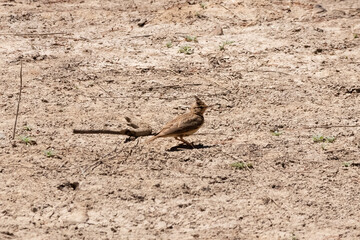 Crested lark (Galerida cristata) in Donana National Park, Huelva, Andalusia Spain