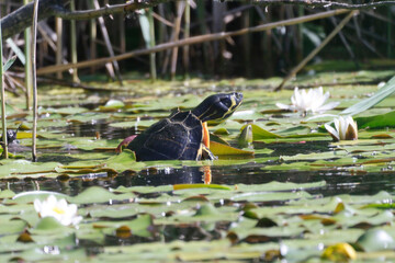 A Yellow-bellied slider (Trachemys scripta scripta) in the Ziegeleipark .Heilbronn, Germany, Europe