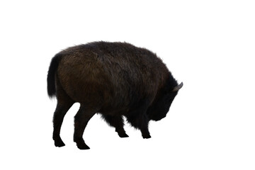 American bison, different poses isolated on a white background. 3D figure clip art as a template for collage. 3D rendering, 3D illustration.
