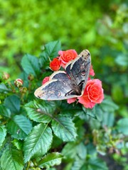 A very large  night Butterfly Saturnia pyri of dark color with brown circles on its wings sits on a scarlet rose against a background of green plants.