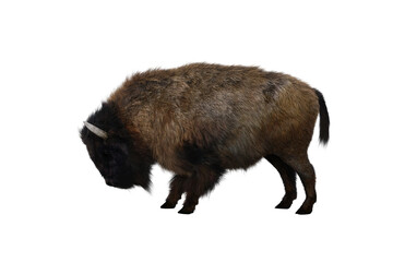 American bison, different poses isolated on a white background. 3D figure clip art as a template for collage. 3D rendering, 3D illustration.