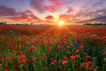 Fototapeten Schöner Sonnenaufgang über dem Feld der roten Mohnblumen © Piotr Krzeslak