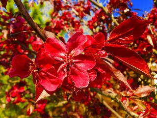 A bright red flower on a background of green leaves and a blue sky of a blossoming spring tree Cercis.