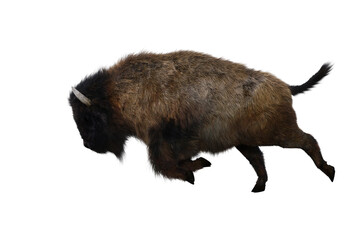American bison, different poses isolated on a white background. 3D figure clip art as a template for collage. 3D rendering, 3D illustration. - obrazy, fototapety, plakaty