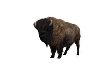 American bison, different poses isolated on a white background. 3D figure clip art as a template for collage. 3D rendering, 3D illustration.