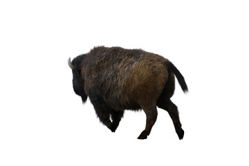 American bison, different poses isolated on a white background. 3D figure clip art as a template for collage. 3D rendering, 3D illustration.