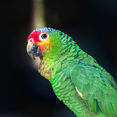 El loro está atento a su entorno