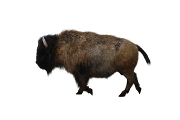 American bison, different poses isolated on a white background. 3D figure clip art as a template for collage. 3D rendering, 3D illustration.