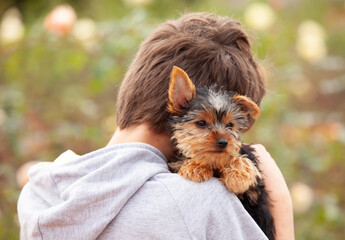 Yorkshire Terrier puppy in the arms of the boy