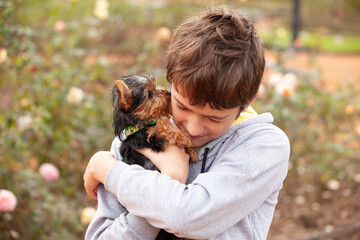 Yorkshire Terrier puppy in the arms of the boy