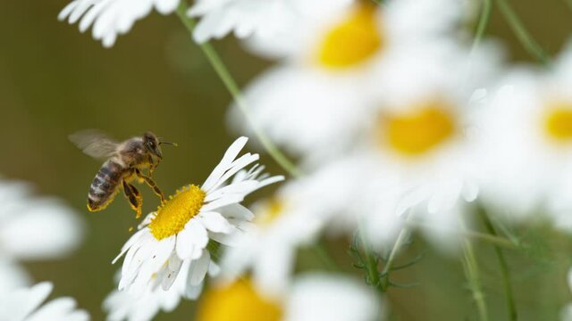 Flying bee gathering pollen from daisy flower. Filmed on high speed cinema camera, 1000fps.