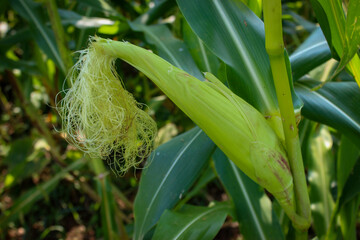 Corn silk. Corn silk on top of a young unripe green corn cob on a stalk.