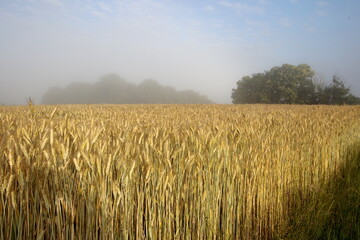 golden wheat field on a misty morning.