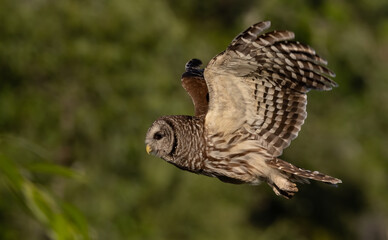A barred owl portrait in flight 