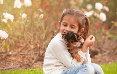 Yorkshire Terrier puppy in the hands of the girl