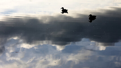 Patos sobre o lago