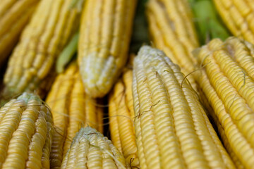 Peeled corn on the cob. Corn wallpaper on a cob. Freshly harvested corn after harvest.