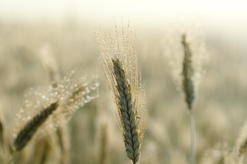 ears of wheat with water droplets.