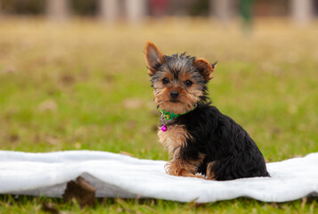 Yorkshire Terrier puppy in the park outdoors
