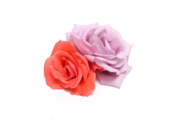 ピンクとオレンジ色の薔薇の花首