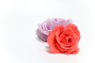 ピンクとオレンジ色の薔薇の花首