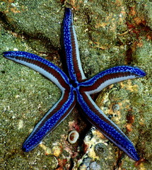 Costa Rica Pacific sea life