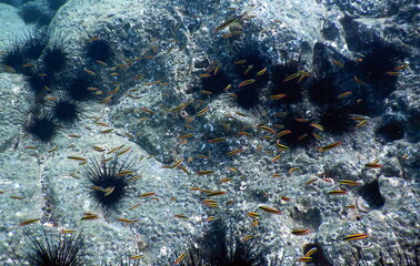 Costa Rica Pacific sea life
