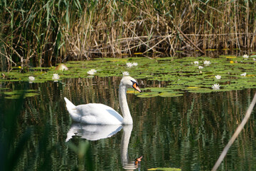 A Mute Swan (cygnus olor) in the Ziegeleipark, Heilbronn, Germany - Europe