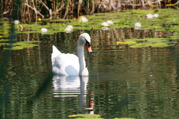 A Mute Swan (cygnus olor) in the Ziegeleipark, Heilbronn, Germany - Europe