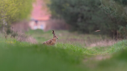Zając w lesie  © Damian