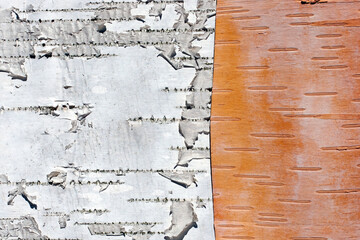 white birch tree outer inner bark contrast