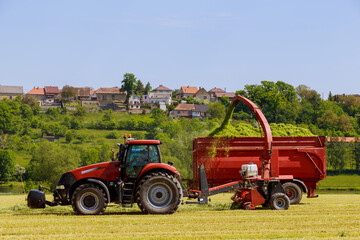 A tractor with forage harvesters removes the cut grass from the field for silage filling the tractor trailer.