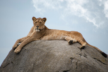 Female lion or Panthera leo lying on a big stone and looking into the camera