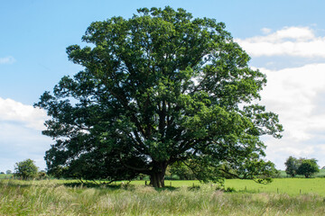 Fototapeta na wymiar Majestic Oak Tree