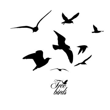 Flying seagulls. Free birds. Vector illustration