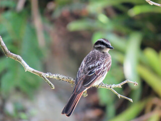 Perched bird - Variegated Flycatcher (Empidonomus varius)