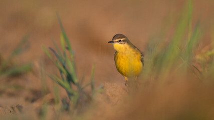 Fototapeta premium Pliszka żółta na polu siedząca