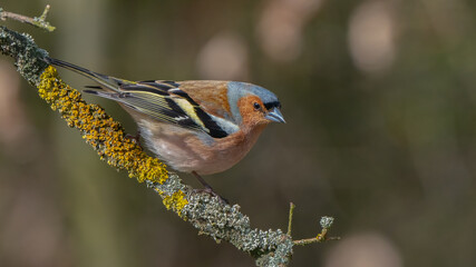 Zięba siedząca na gałęzi 