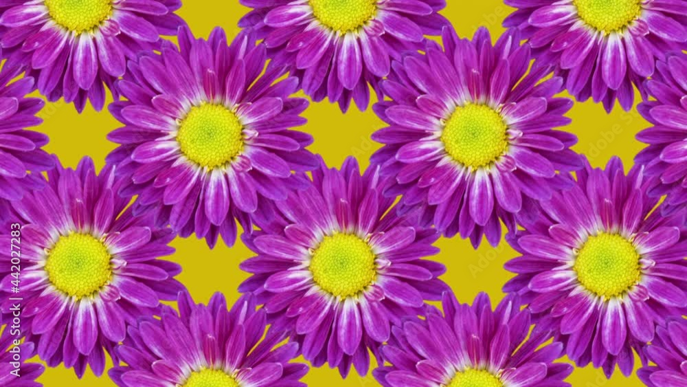 Poster yellow backdrop with chrysanthemums. floral animation pattern with a smooth loop