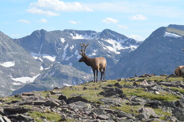 deer, animal, nature, wildlife, stag, wild, mountain, mammal, goat, elk, antlers, antelope, antler, buck, animals, reindeer, chamois, horns, sky, horn, rock, red, grass, ibex, park