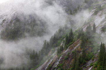 forest landscape in fog in alaska