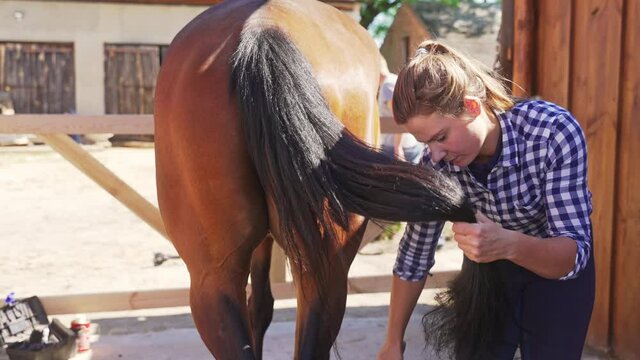 Female caretaker brushing tail of the horse in the stable. Holding its tail and brushing thoroughly. Grooming and taking care of horses. Horse love. 