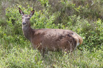 Red Deer Hind
