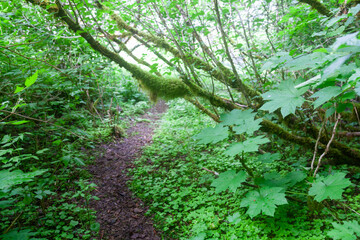 Trail through forest