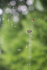Araña