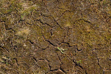 Cracks in the ground after long period of drought. Extreme dryness in Northern Europe. Global warming concept.