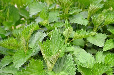 Stinging nettle or Urtica dioica - herbaceous perennial medicinal plant.