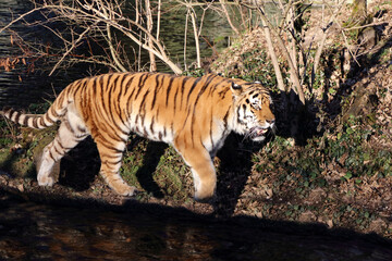 Fototapeta na wymiar Sibirischer Tiger / Siberian tiger / Panthera tigris altaica
